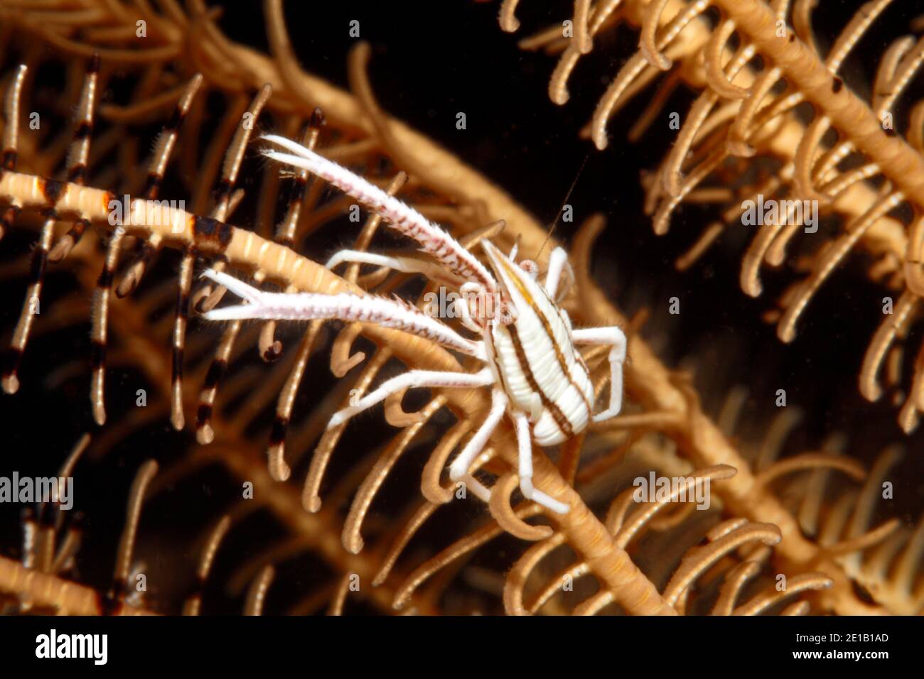 Elegante aragosta squat, Allogalathea elegans. Queste aragoste vivono su crinoidi o stelle piume. Tulamben, Bali, Indonesia. Mare di Bali, Oceano Indiano Foto Stock