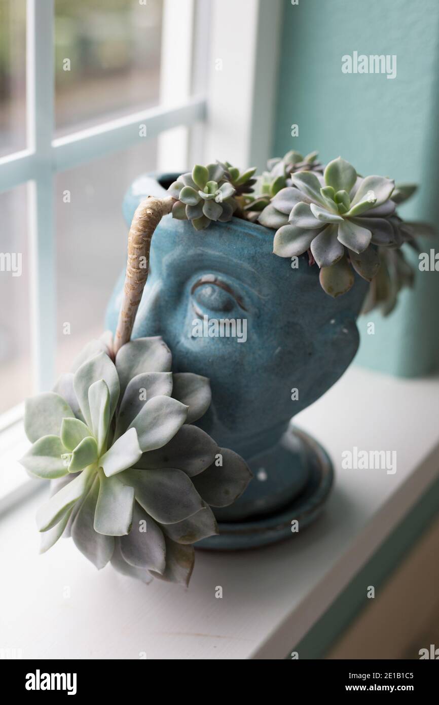 Una pianta di echeveria che cresce in un vaso a forma di testa di donna  Foto stock - Alamy