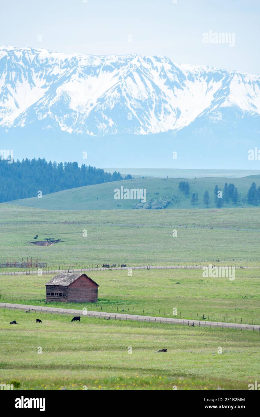 Mucche che pascolano su un ranch sulla Zumwalt Prairie dell'Oregon. Foto Stock