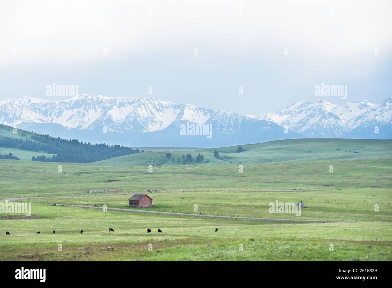 Mucche che pascolano su un ranch sulla Zumwalt Prairie dell'Oregon. Foto Stock
