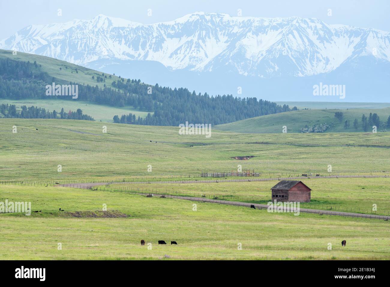Mucche che pascolano su un ranch sulla Zumwalt Prairie dell'Oregon. Foto Stock