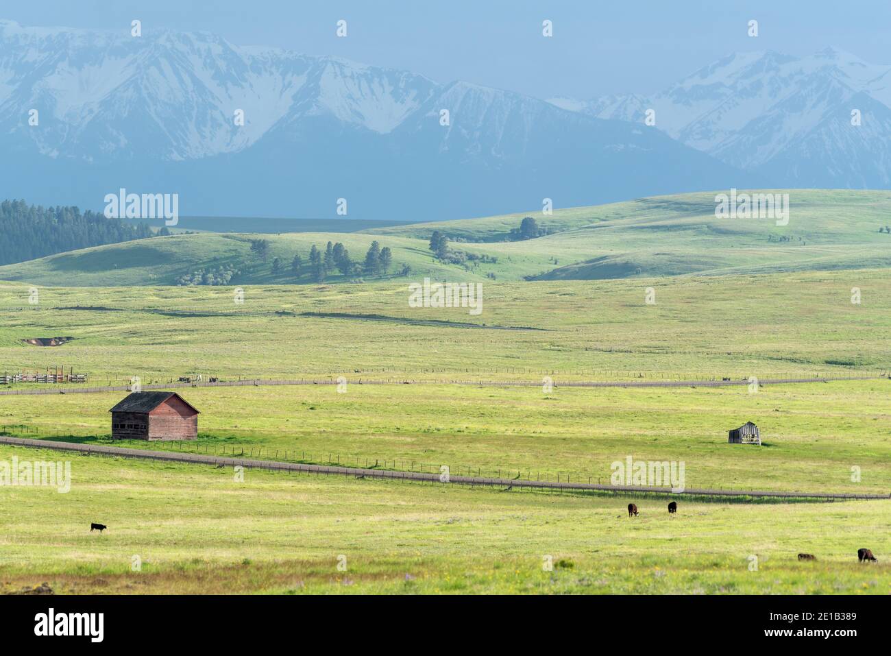Mucche che pascolano su un ranch sulla Zumwalt Prairie dell'Oregon. Foto Stock