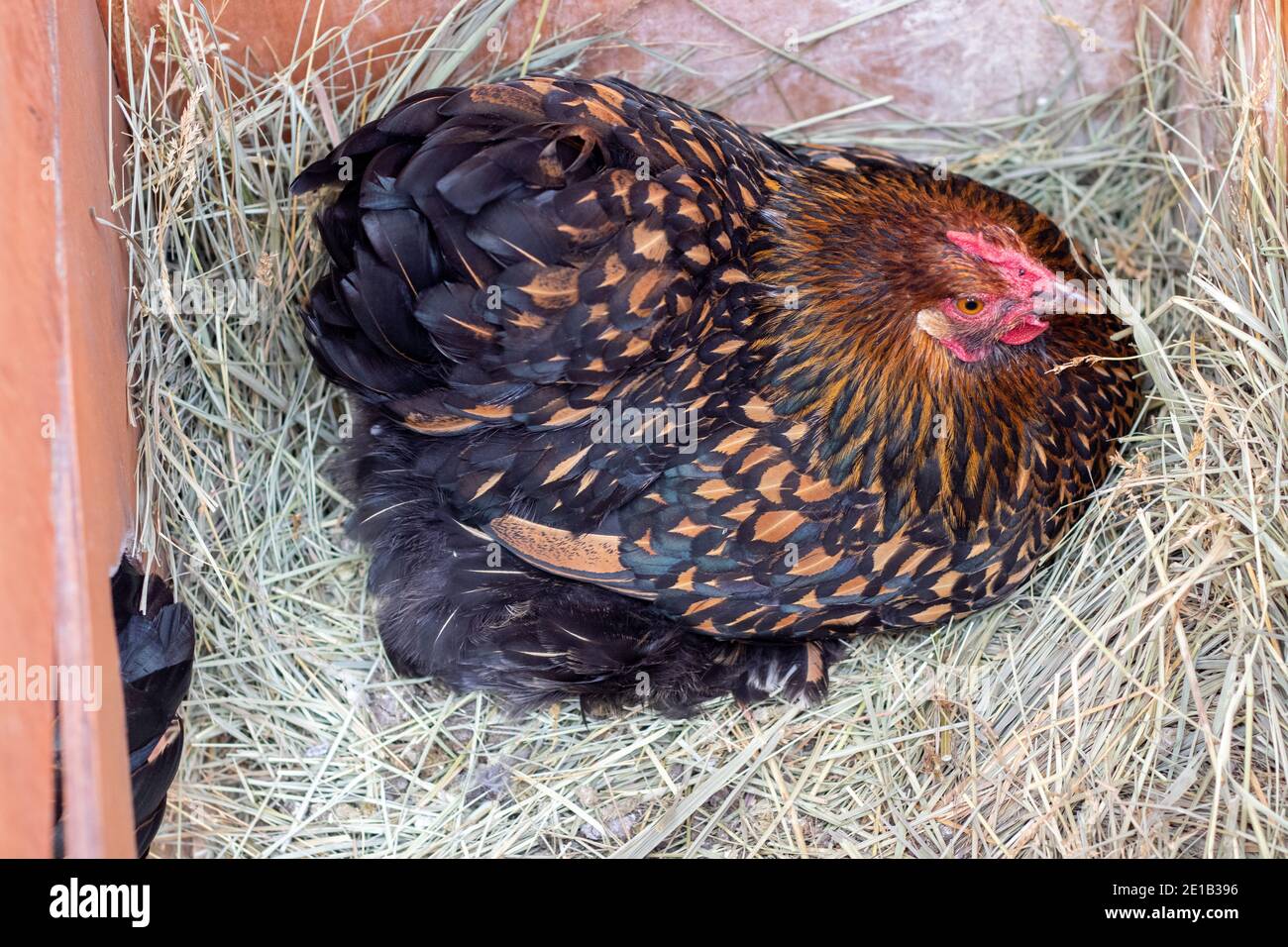 Un Hen Bantam seduto sopra le uova nel fieno . Foto di alta qualità Foto Stock