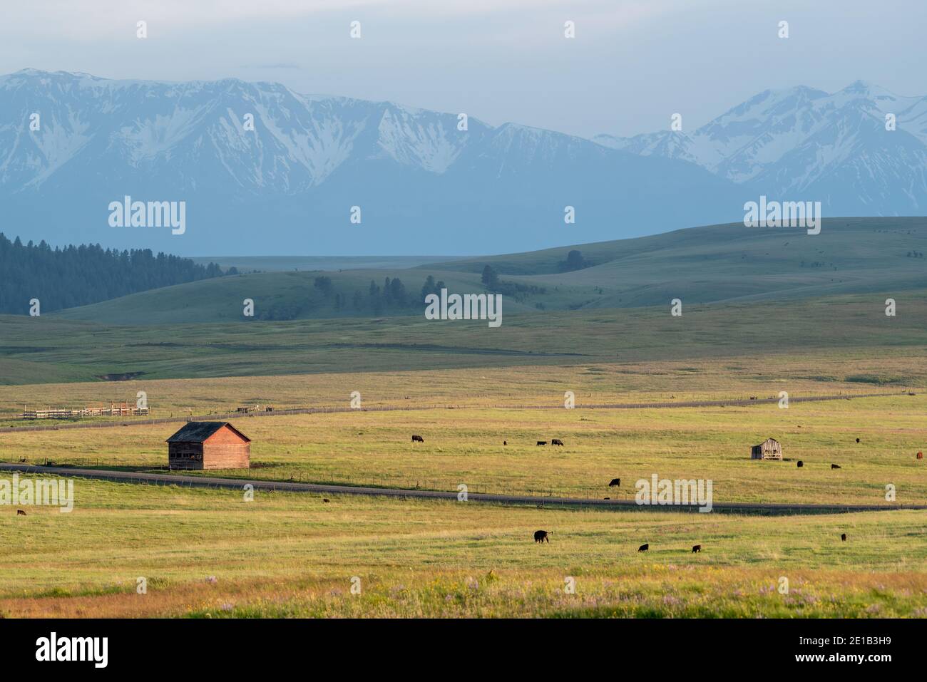 Mucche che pascolano su un ranch sulla Zumwalt Prairie dell'Oregon. Foto Stock
