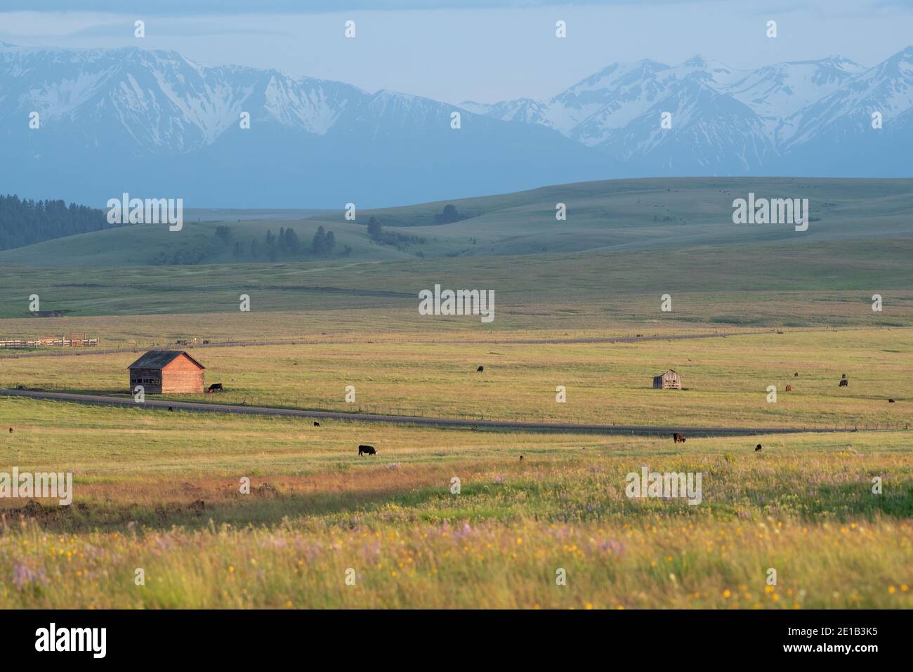 Mucche che pascolano su un ranch sulla Zumwalt Prairie dell'Oregon. Foto Stock