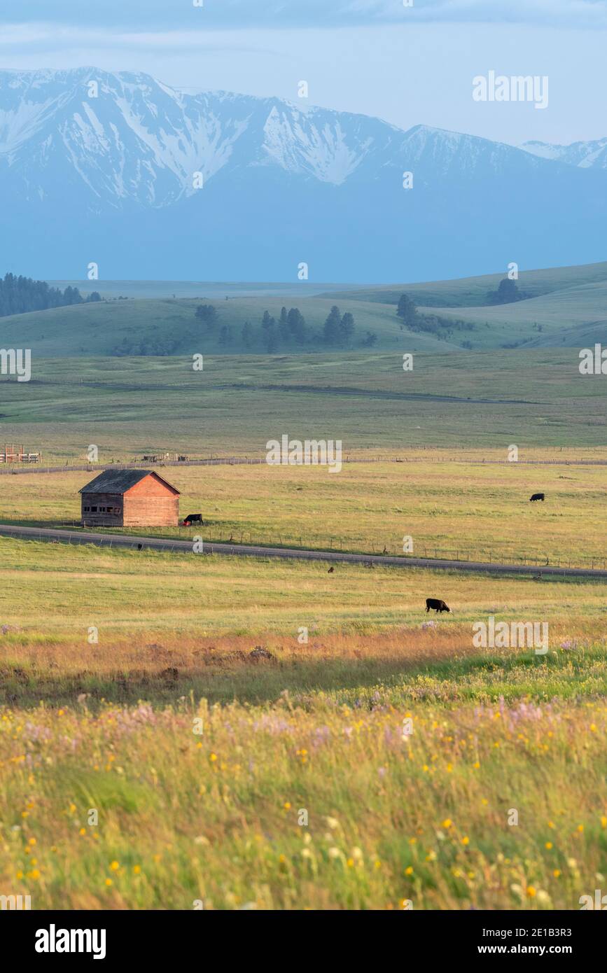 Mucche che pascolano su un ranch sulla Zumwalt Prairie dell'Oregon. Foto Stock