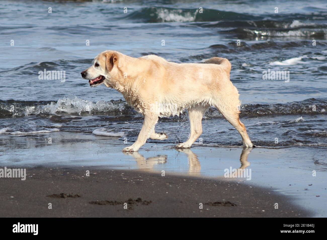 Buon cane bagnato godendo il mare e la sabbia a New Zelanda Foto Stock