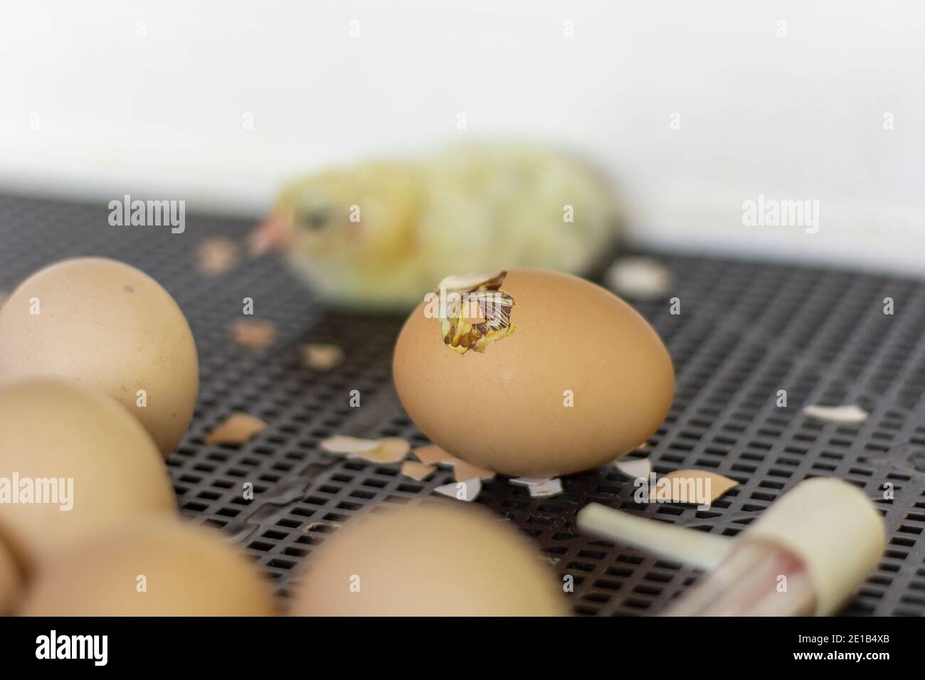 Le uova di gallina in incubatore,un uovo con un foro in cui è possibile vedere un piccolo pollo Foto Stock