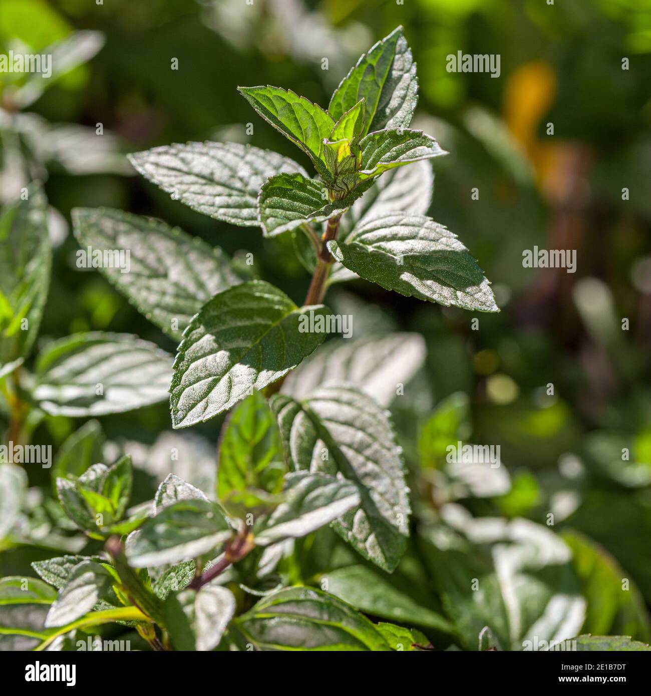 Menta peperita 'cioccolato', Pepparmynta (Mennha × piperita) Foto Stock