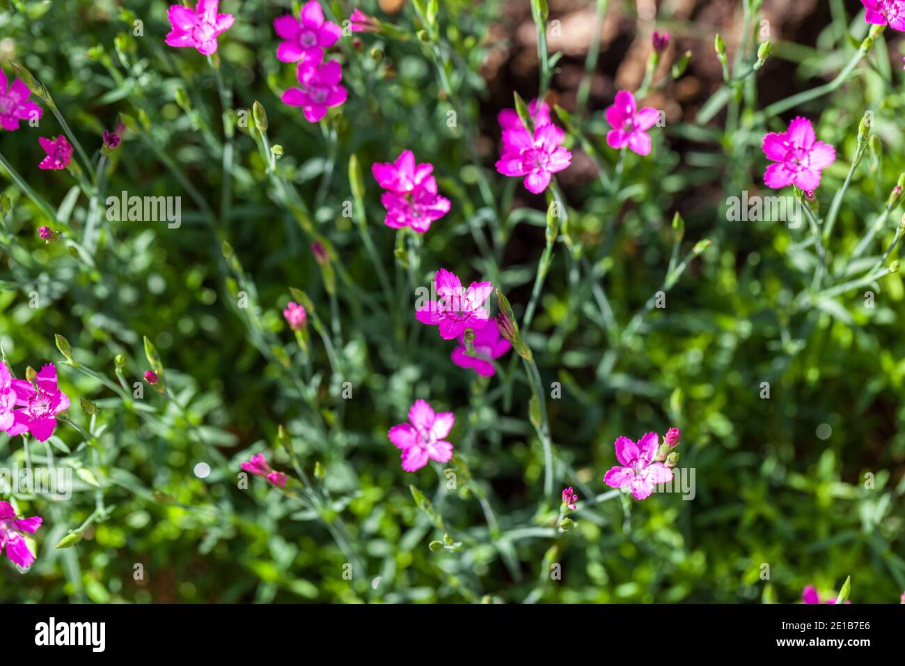 Rosa Cheddar, Bergnejlika (Dianthus gratianopolitanus) Foto Stock