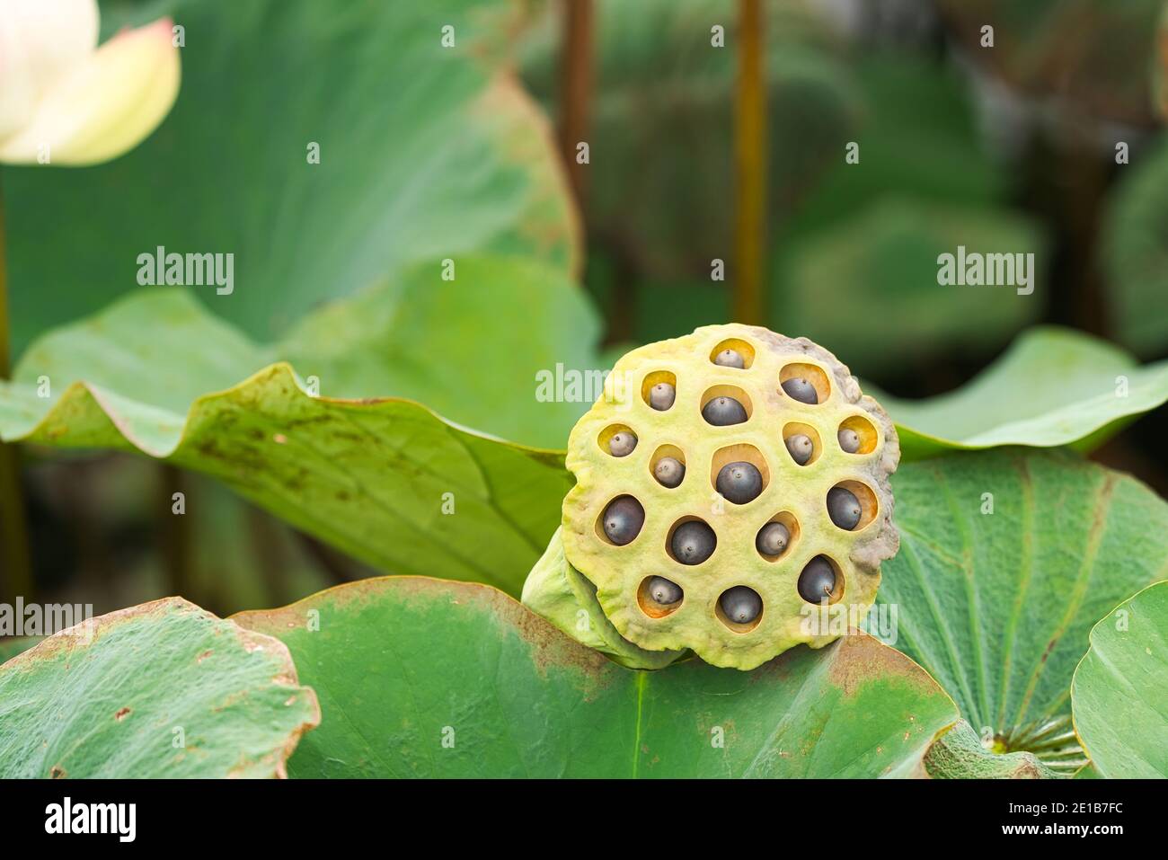 I semi di loto sono nel fiore di loto. Il fiore di loto ha una foglia grande. loto indiano orientale, loto orientale, loto sacro, arrowroot cinese, Padma. Foto Stock