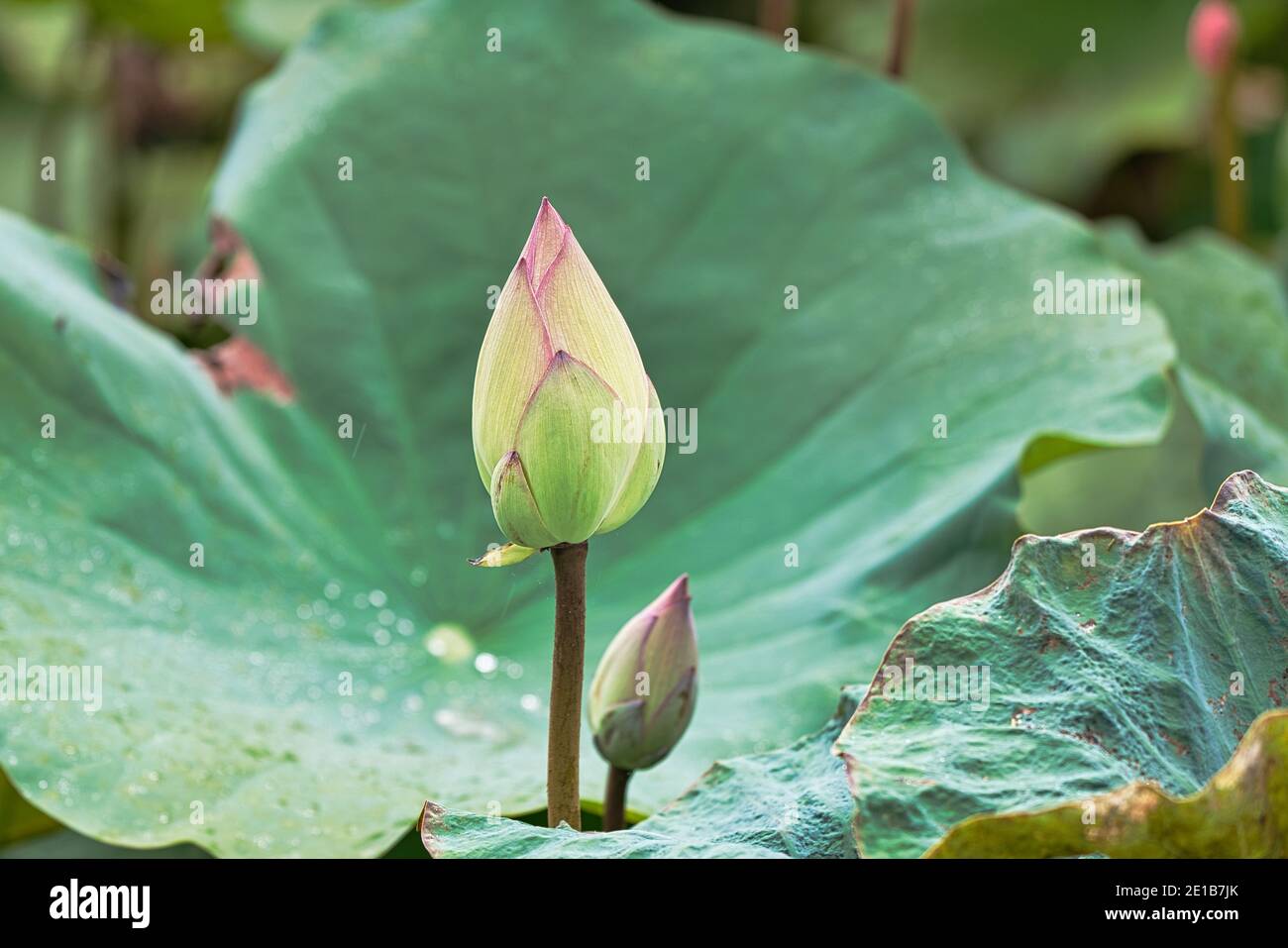 Le gemme di due fiori di loto. Lo sfondo è una foglia con gocce d'acqua. loto indiano orientale, loto orientale, loto sacro, arrowroot cinese, Padma Foto Stock