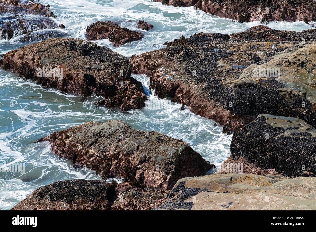 Rocce arrugginite di cozze sulla costa del Pacifico al Cape Sebastian state Park in Oregon, Stati Uniti Foto Stock