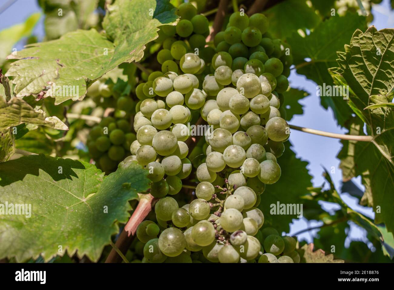 Un grappolo di uve chardonnay su una vite in Hunter Valle Australia Foto Stock