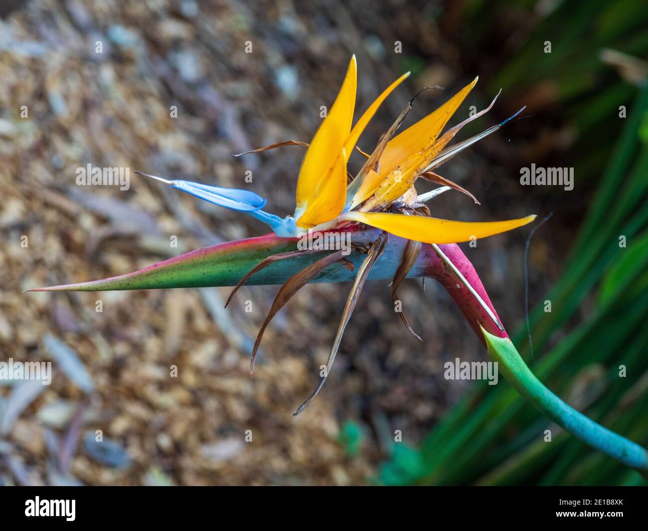 Fiori, Strelitzia o Bird of Paradise fiore, fiore colorato in giardino, con vivaci colori arancio blu verde rosso, forme interessanti Foto Stock