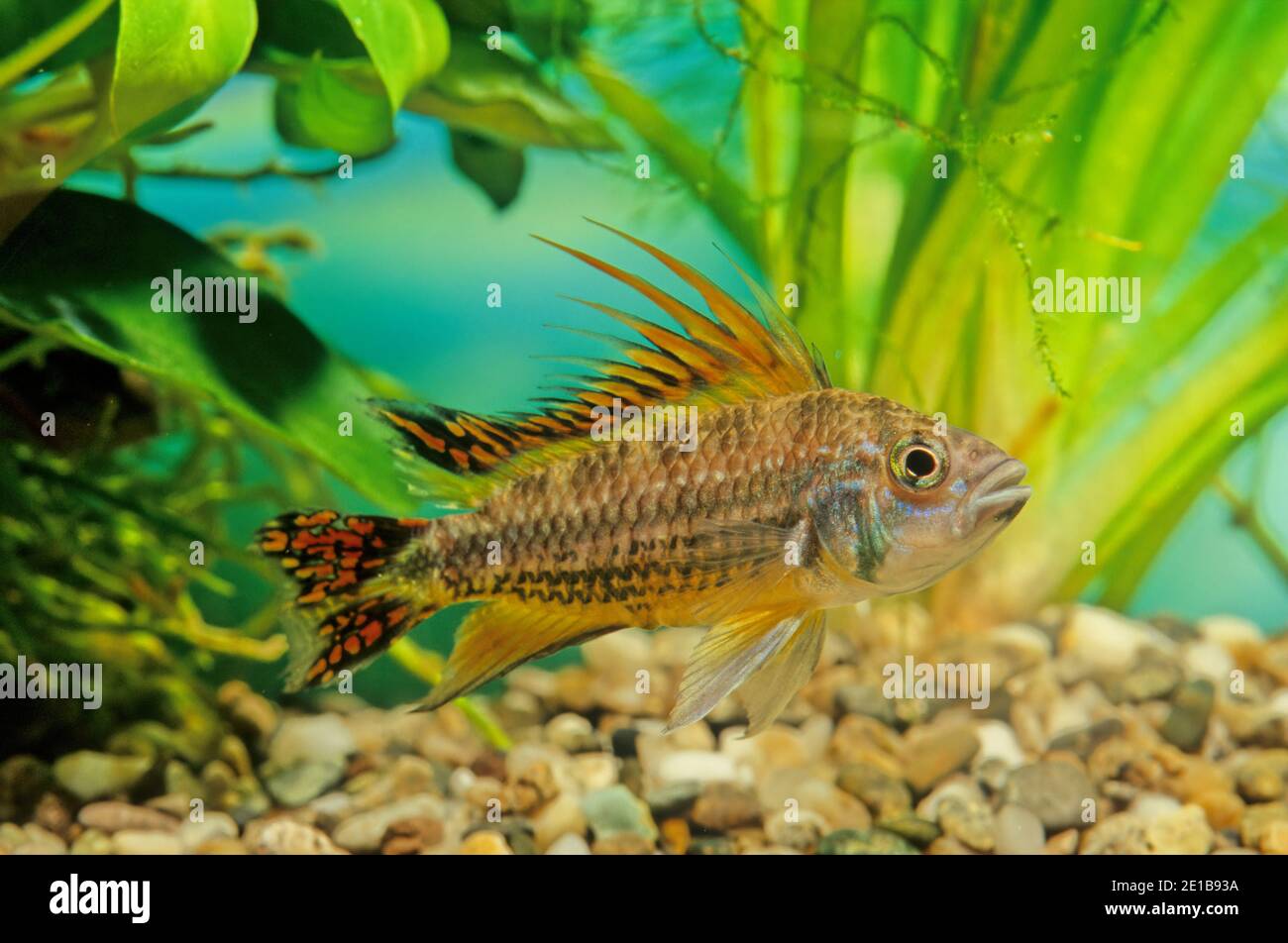 L'apistogramma cacatuoides o il cichlid di nani di cockatoo è un cichlid sudamericano e la specie di Apistogramma più comunemente allevata in cattività. Foto Stock