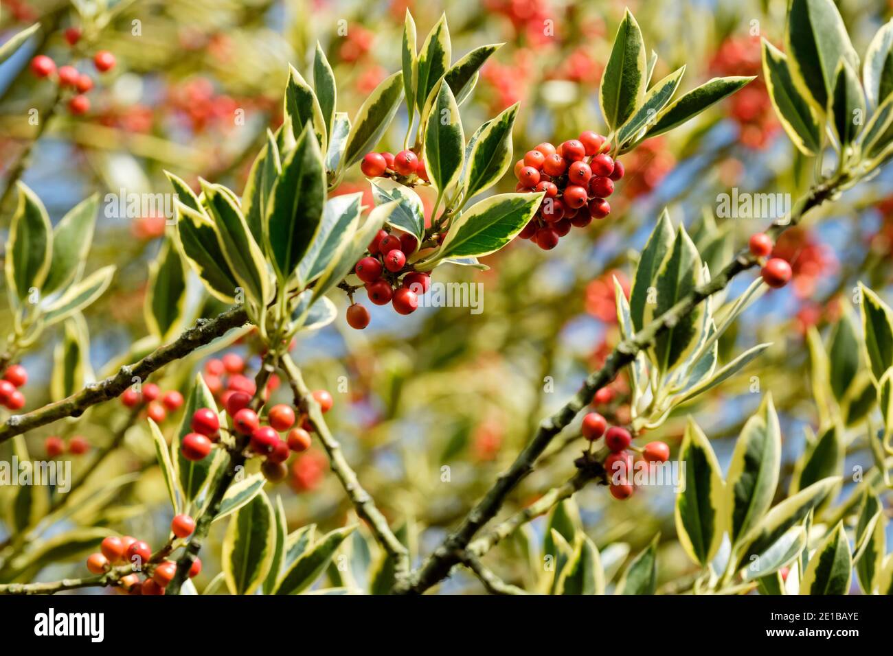 Frutti rossi d'arancio, foglie variegate di Ilex × altaclerensis "Belgica Aurea". Holly "Belgica Aurea". Silver Sentinel Holly Tree Foto Stock