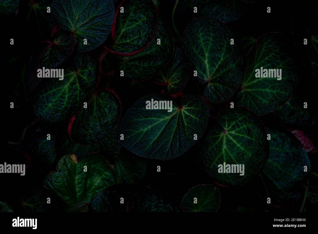 Texture verde a foglia rotonda su sfondo scuro. Dettaglio in primo piano delle foglie di Begonia. Casa pianta. Piante indoor. Foglia Begonia per la decorazione domestica. Foto Stock