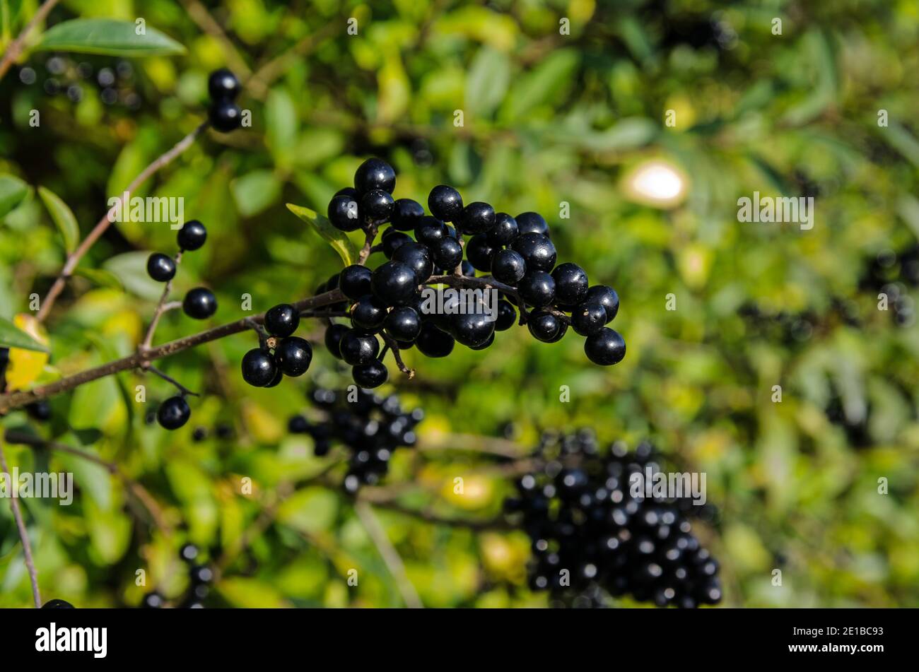 Dettaglio di una gerova in autunno con bacche nere rotonde che risuono al sole. Hampshire, Regno Unito. Foto Stock