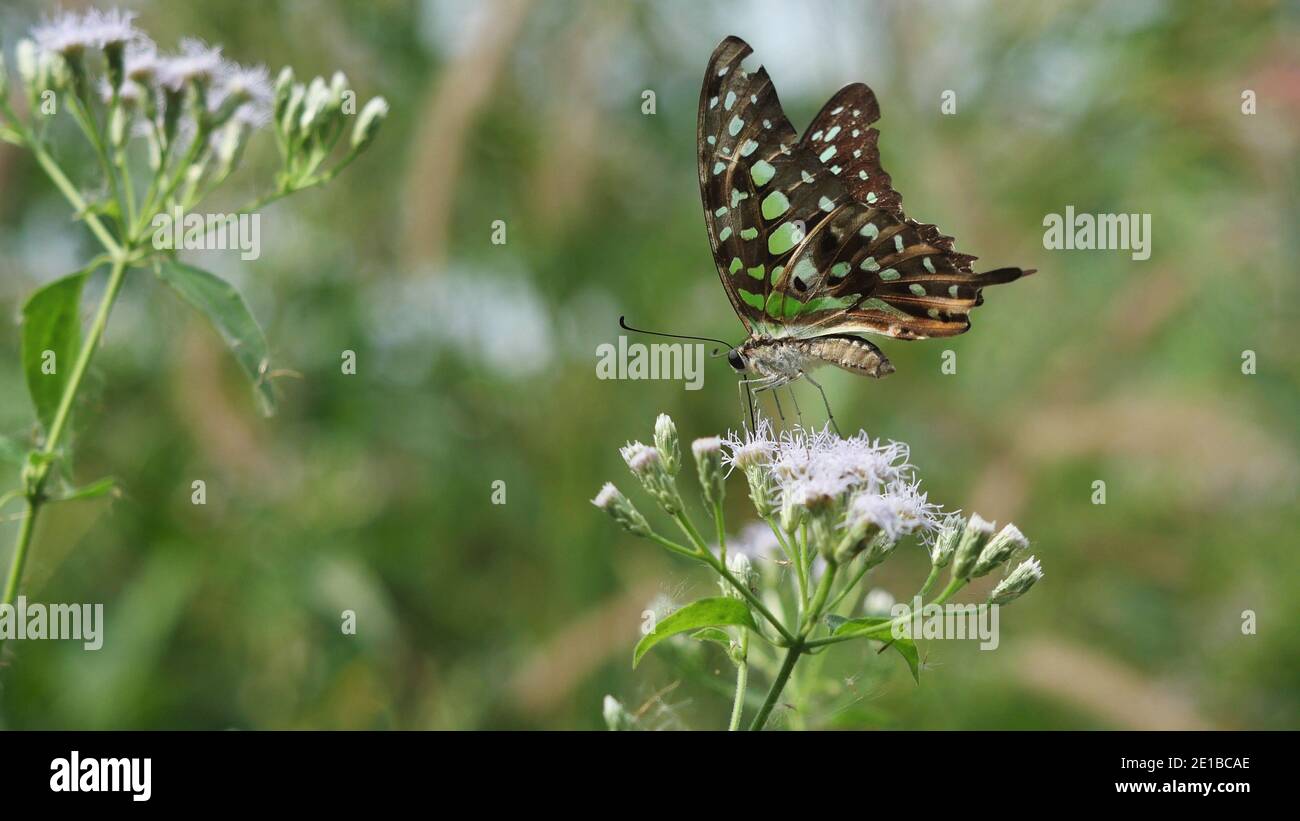 Verde con marrone e nero di colore striato su coda Jay farfalla ala, insetto tropicale cercando nettare su Bitter Bush o Siam erbaccia fiore nel campo Foto Stock