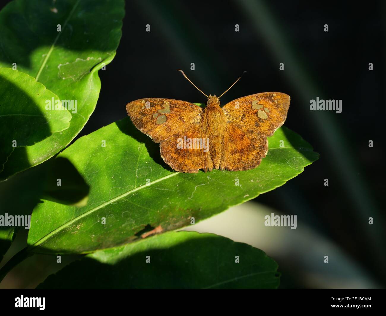 Fulvous Pied Flat ( Pseudocoladenia dan ) farfalla su foglia con fondo verde naturale, modello astratto verde sulle ali di insetto piene di capelli marroni Foto Stock