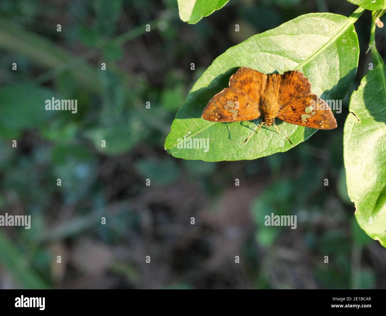 Fulvous Pied Flat ( Pseudocoladenia dan ) farfalla su foglia con fondo verde naturale, modello astratto verde sulle ali di insetto piene di capelli marroni Foto Stock