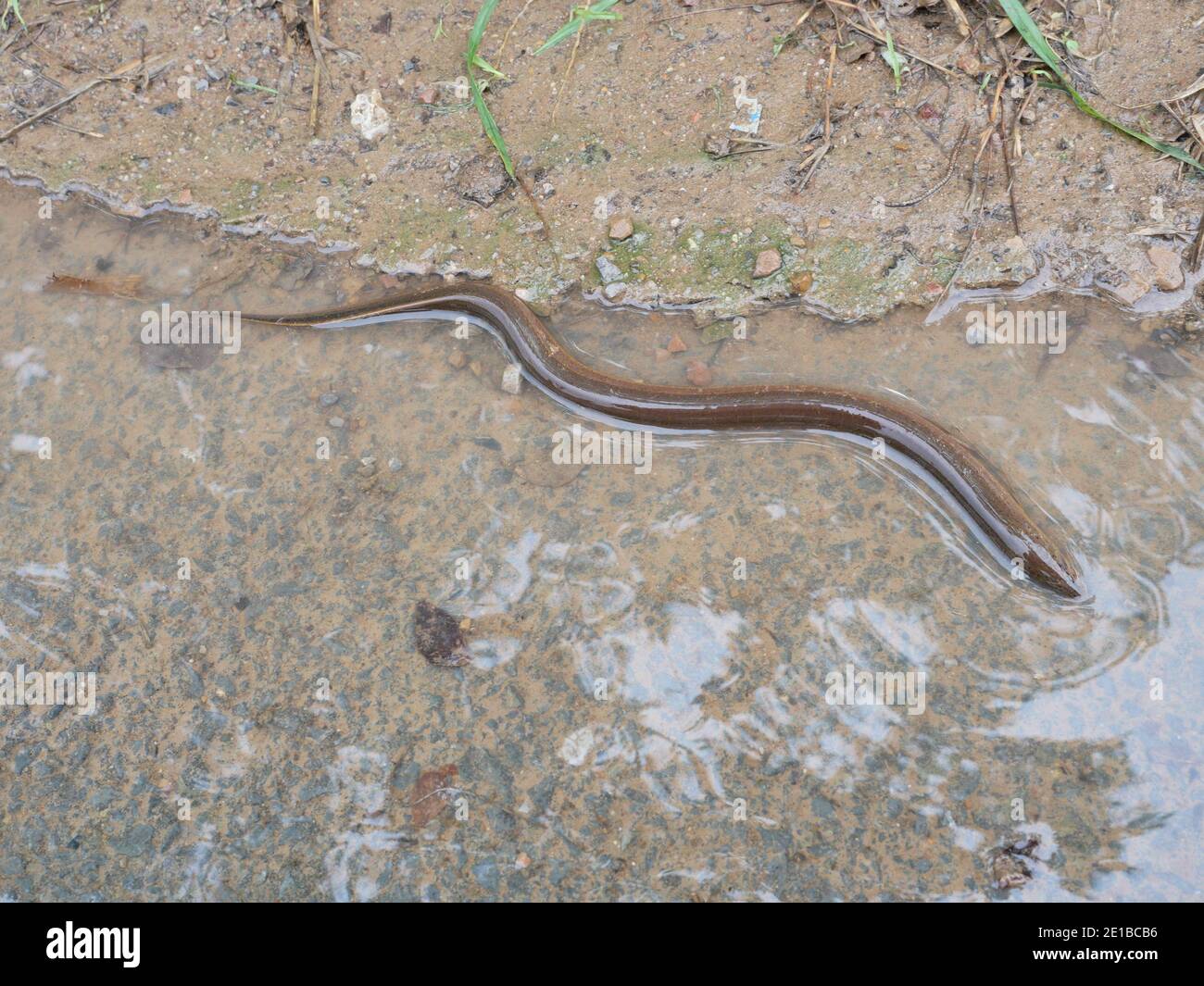 Anguilla in acque poco profonde, un lungo pesce come un serpente su terra umida di sporcizia in Thailandia Foto Stock