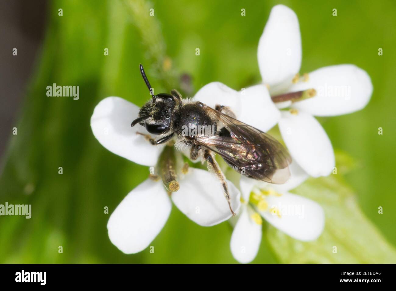 Sandbiene, Andrena spec., Mining-Bee, api da burrowing, Sandbienen, api da miniera, api da burrowing, Blütenbesuch an Knoblauchsrauke, Alliaria petiolata Foto Stock