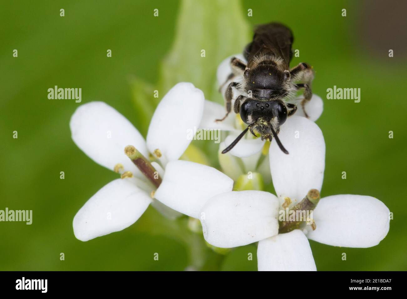 Sandbiene, Andrena spec., Mining-Bee, api da burrowing, Sandbienen, api da miniera, api da burrowing, Blütenbesuch an Knoblauchsrauke, Alliaria petiolata Foto Stock