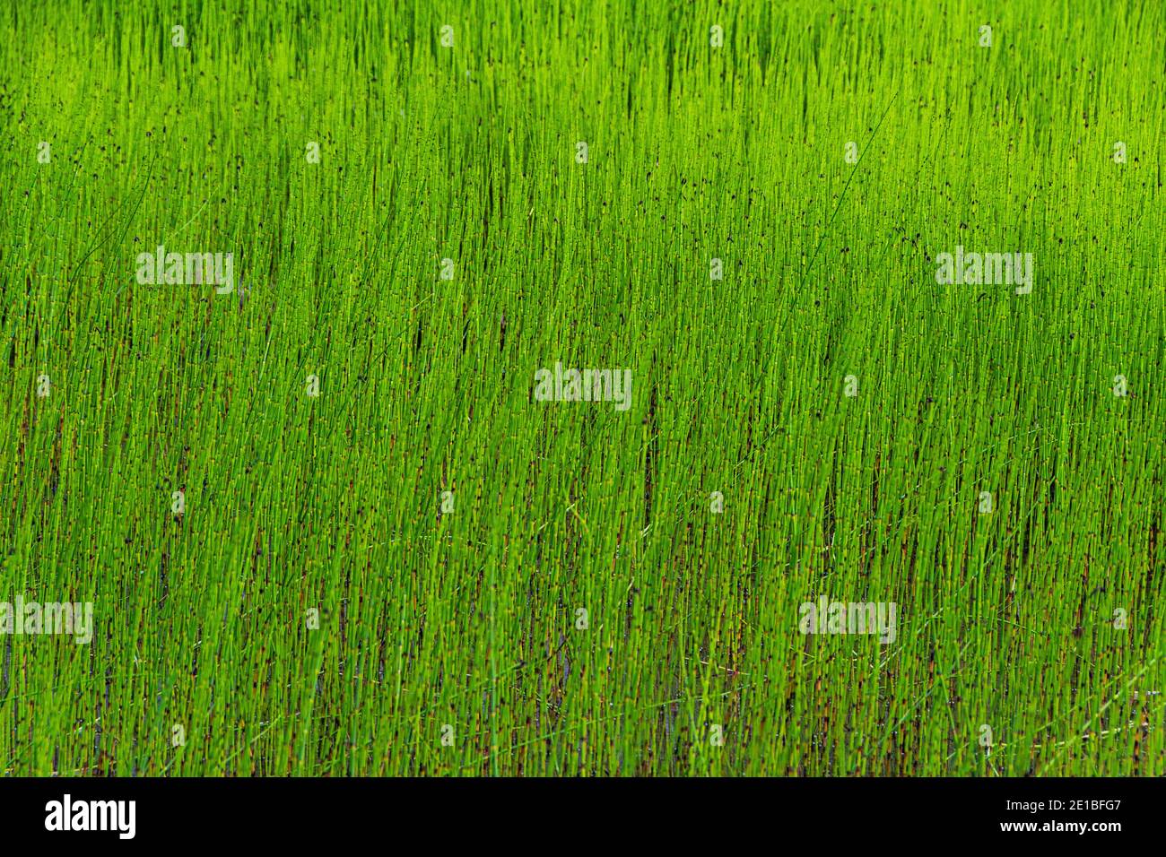 Erba verde fresca sul prato come sfondo Foto Stock