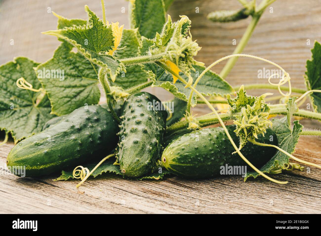 Cetrioli freschi con foglie verdi e fiori su tavola di legno. Agricoltura per cetrioli crescenti. Verdure per preparare insalata fresca. Cibo sano per la Vege Foto Stock