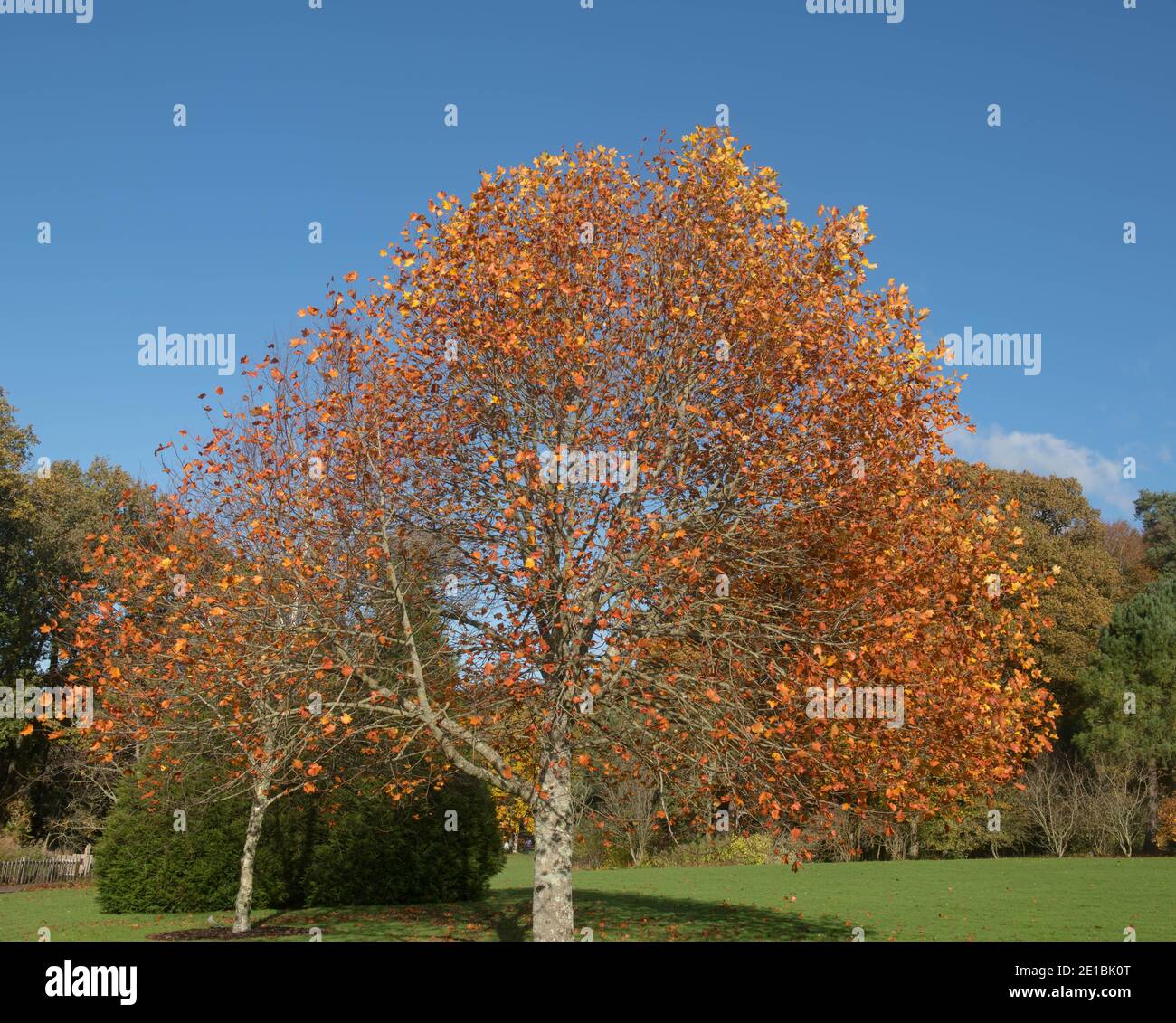 Foglie marroni d'autunno su un tulipifera deciduo (Liriodendron tulipifera) con un cielo blu luminoso che cresce in un giardino nel Devon rurale, Inghilterra, Foto Stock
