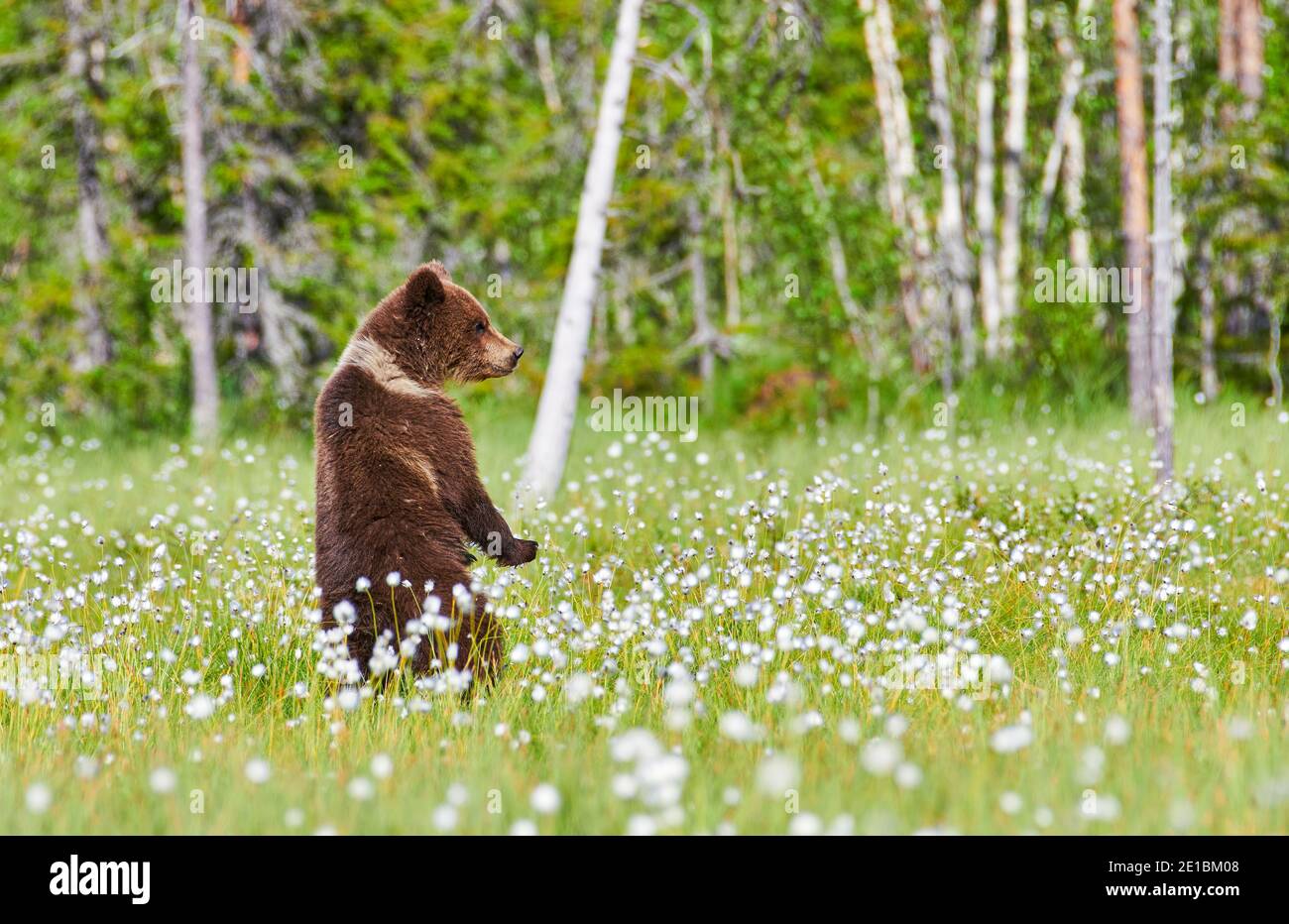 Giovane orso bruno europeo (Ursus arctos) in palude nella Finlandia nord-orientale alla fine di giugno 2017. Foto Stock