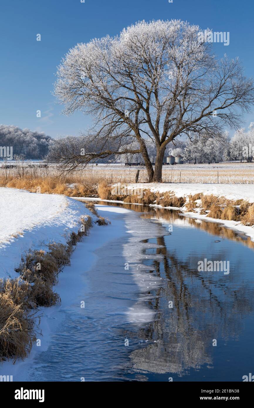 Un albero coperto di ghiaccio del bordo che riflette in un fiume durante l'inverno. Foto Stock