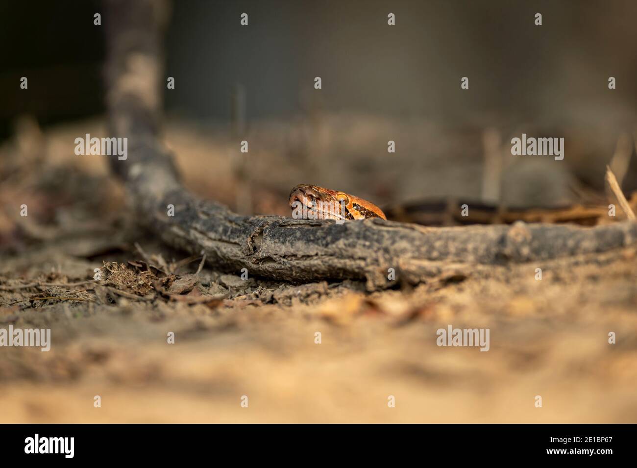 Python molurus o pitone di rock indiano o pitone nero coda a keoladeo ghana parco nazionale o bharatpur santuario degli uccelli bharatpur rajasthan india Foto Stock