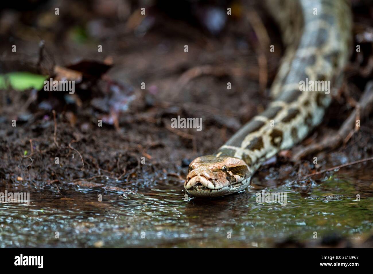 Python molurus o pitone di rock indiano o pitone nero coda closeup galleggianti in corrente d'acqua alla foresta dell'india centrale Foto Stock