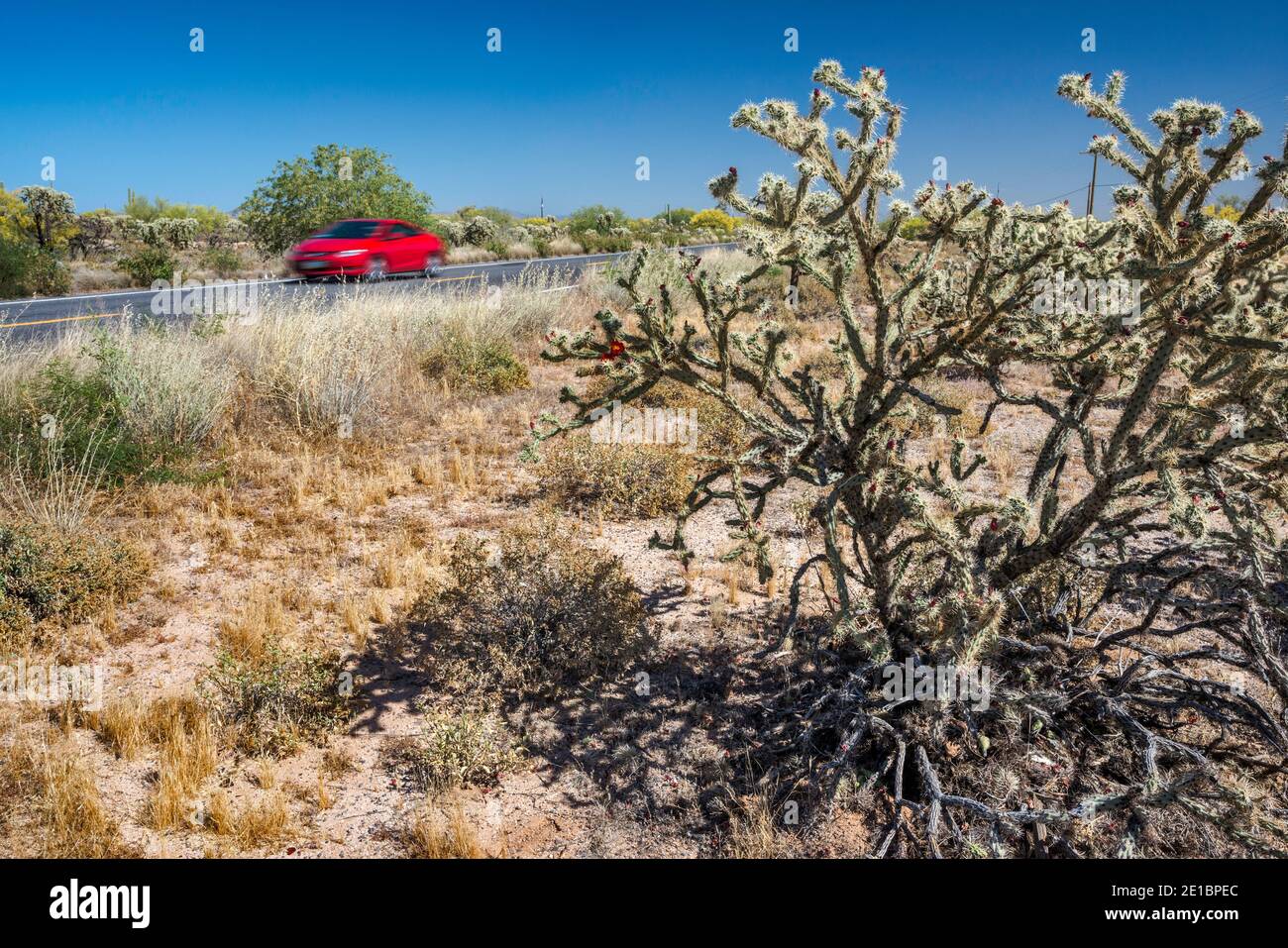 Buckhorn cholla, Pinal Pioneer Parkway, Sonoran Desert, Arizona, Stati Uniti Foto Stock