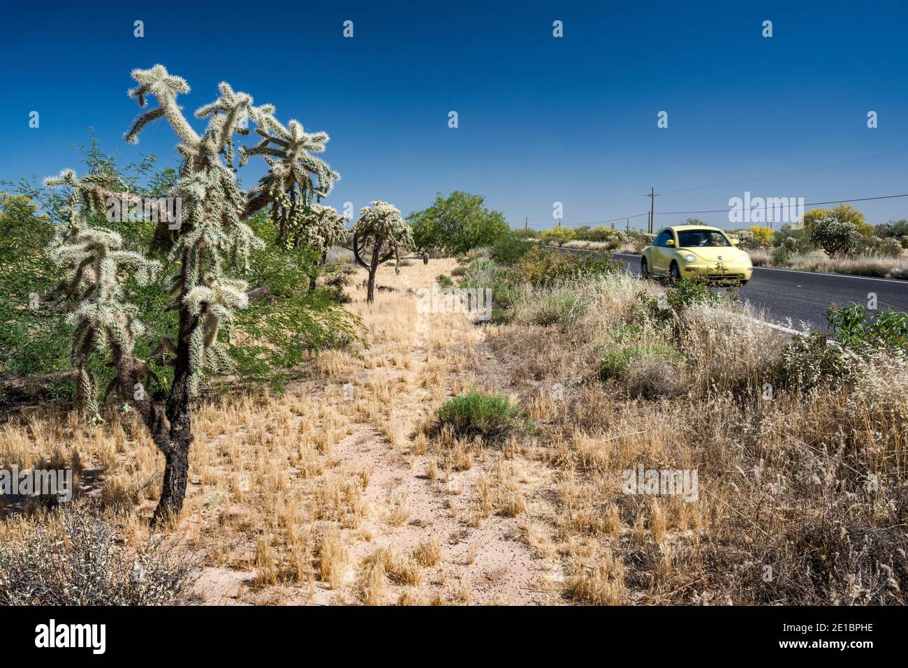 Teddybear cholla cactus, Pinal Pioneer Parkway, Sonoran Desert, Arizona, Stati Uniti Foto Stock