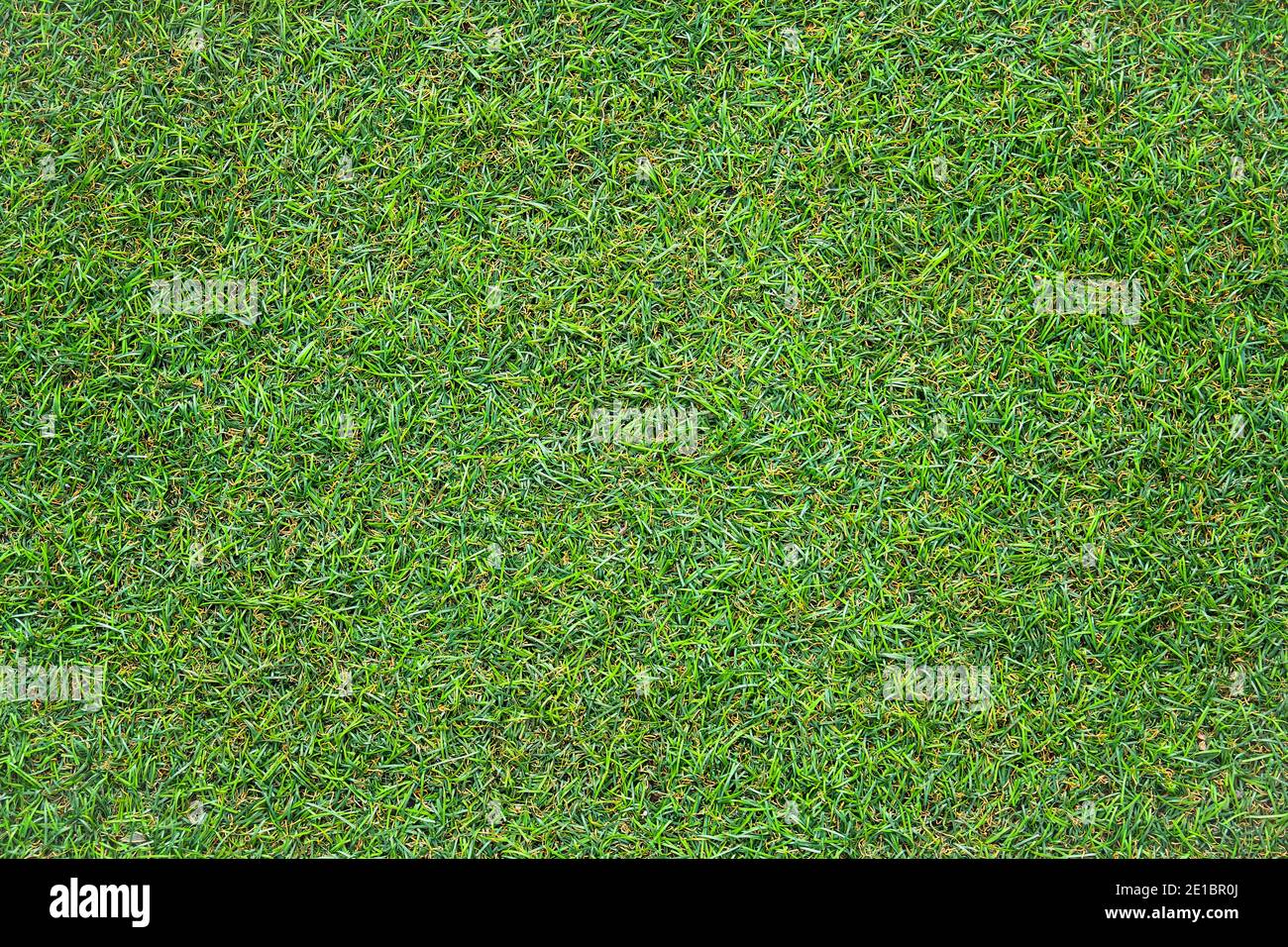 La tessitura verde dell'erba può essere usata come sfondo Foto Stock