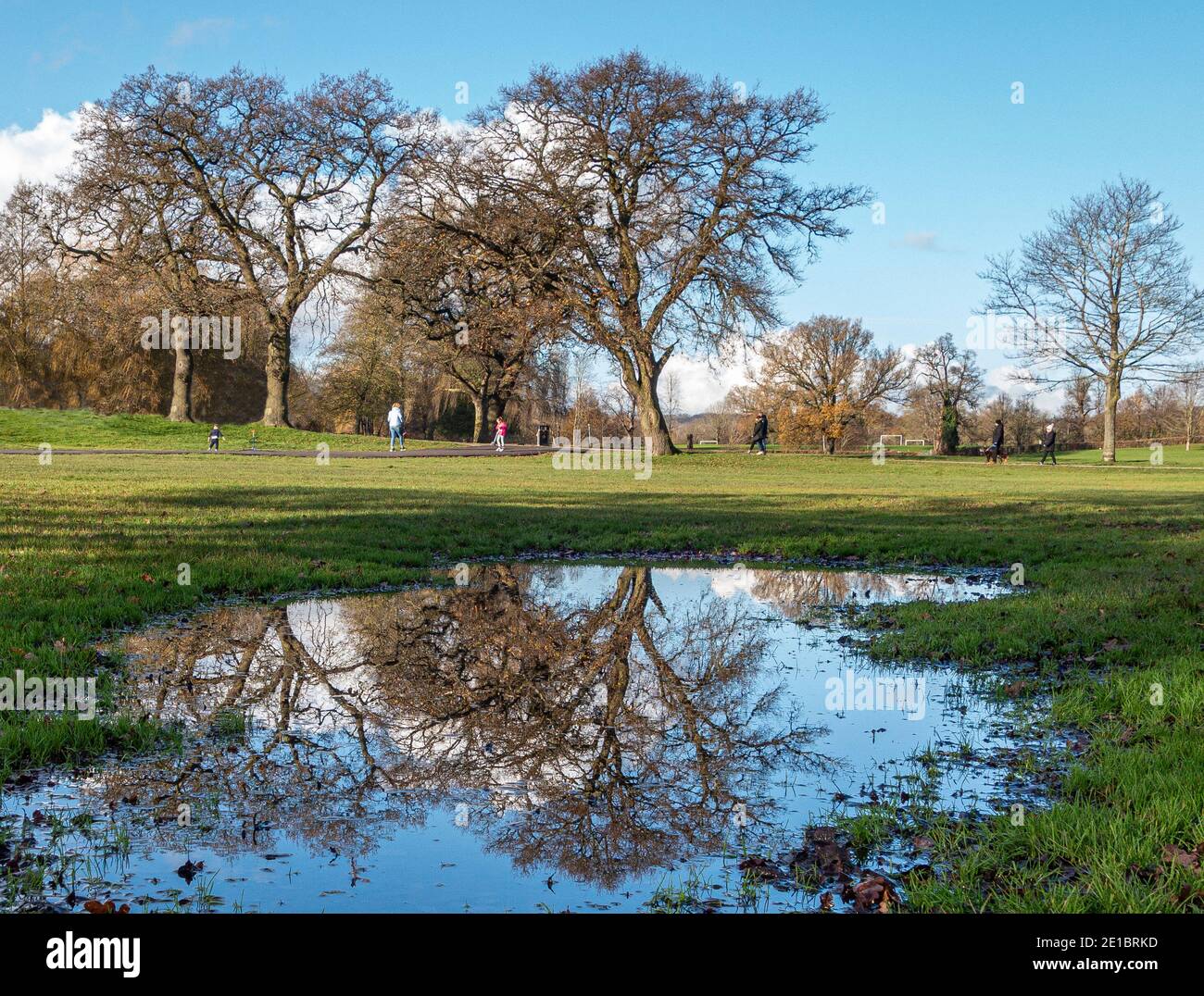 Gli alberi riflessioni Foto Stock