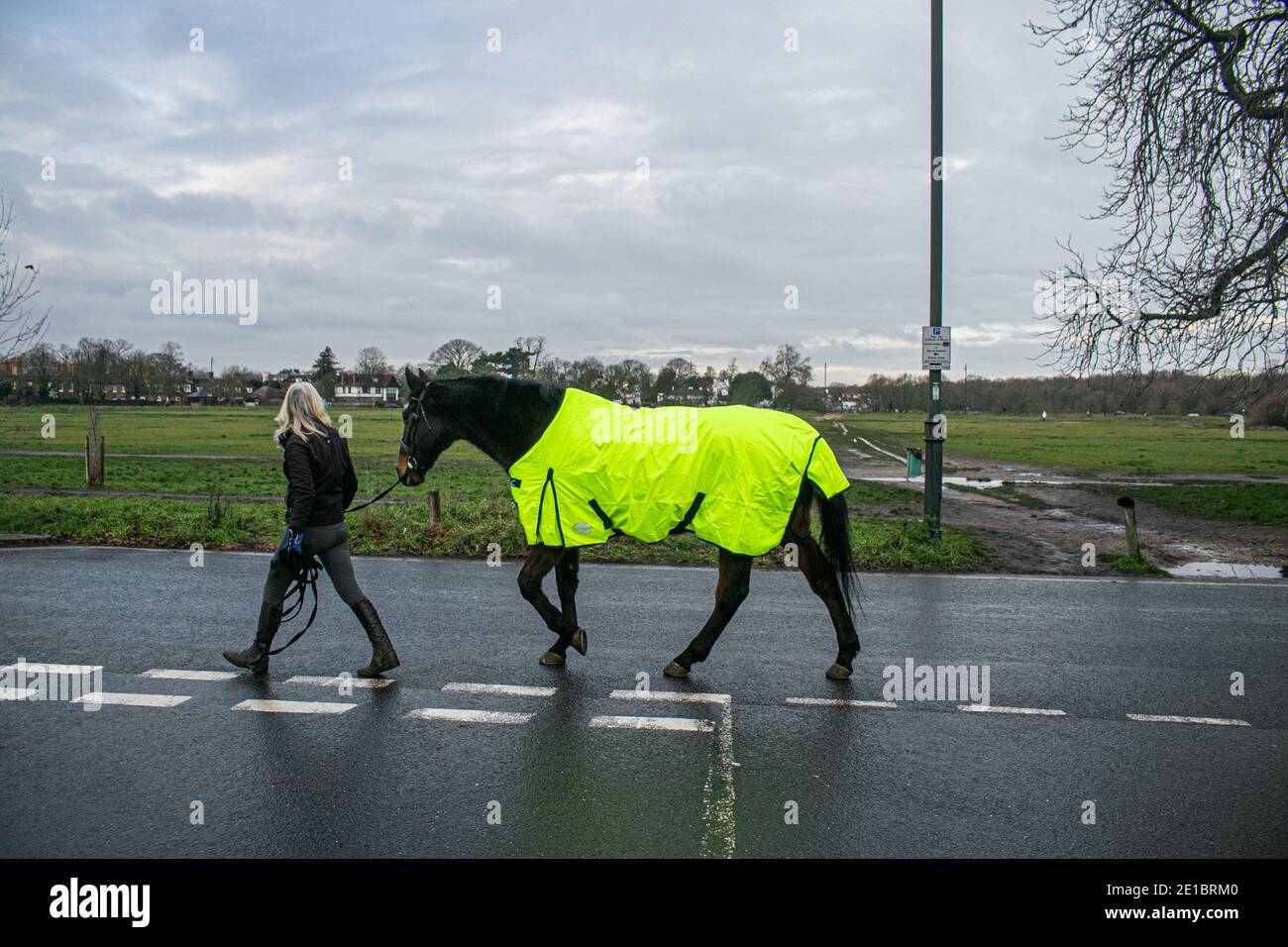 WIMBLEDON LONDRA, REGNO UNITO 6 GENNAIO 2021. Un cavallo è preso per una passeggiata sul comune di Wimbledon. L’Inghilterra è entrata in una terza fase di blocco nazionale mentre il primo ministro Boris Johnson prevede di erogare 2 milioni di vaccinazioni per il coronavirus alla settimana, nel tentativo di rilanciare la pressione sul National Health Service dell’NHS, che è sopraffatto da un rapido aumento delle infezioni da covidio-19. Credit: amer Ghazzal/Alamy Live News Foto Stock