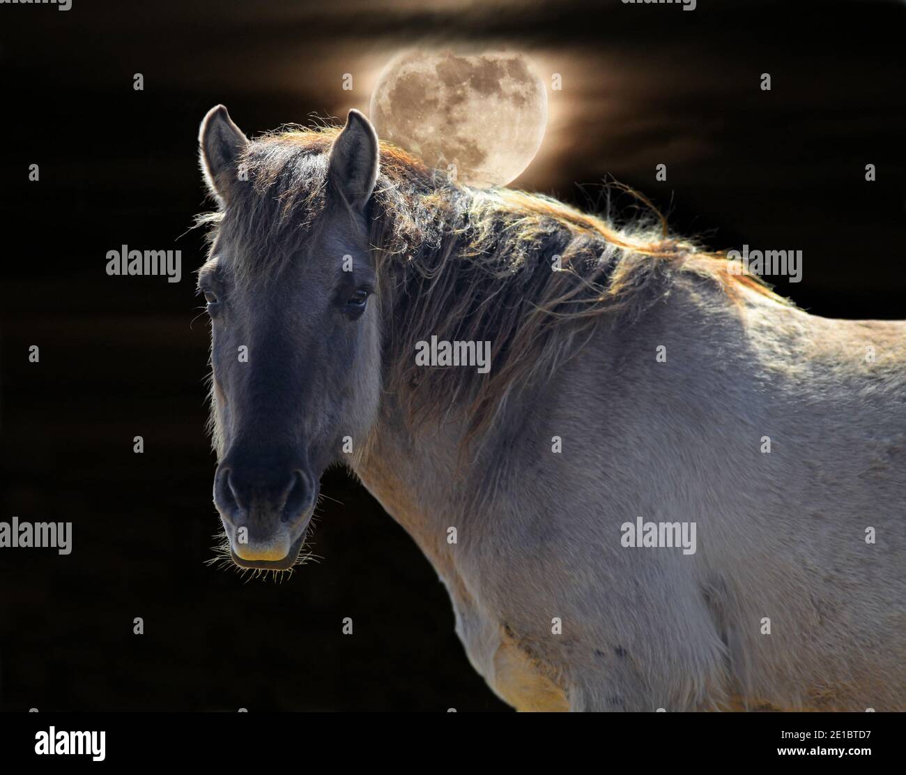 Il Konik Horse.The Polish Konik è un piccolo cavallo primitivo Cavallo semi-ferale originario della Polonia. Illuminato contro una luna piena Foto Stock