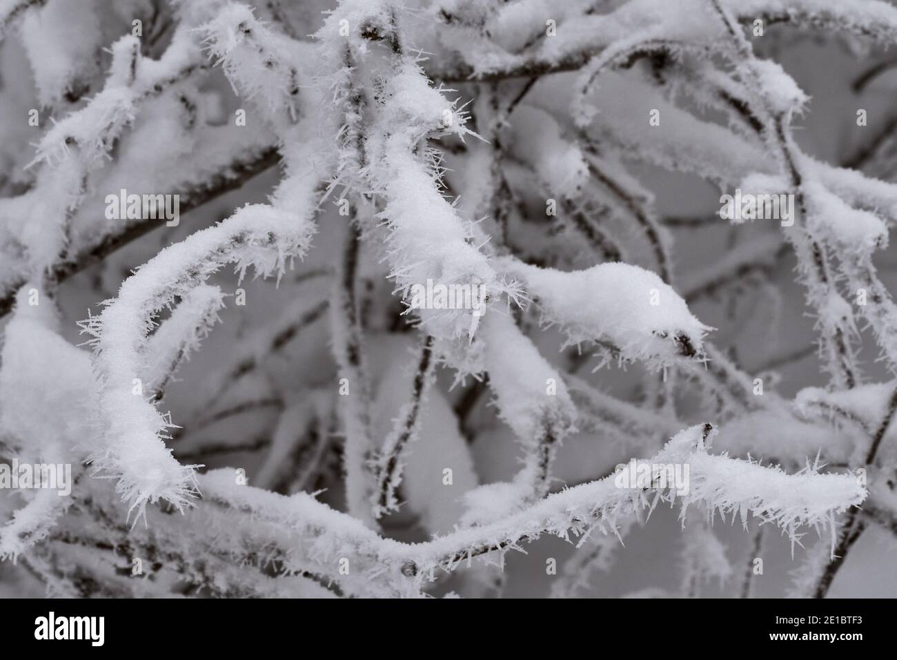 Primo piano di ghiaccio rime affilato a forma di vento sui rami di conifere innevate durante la fredda giornata invernale. Foto Stock