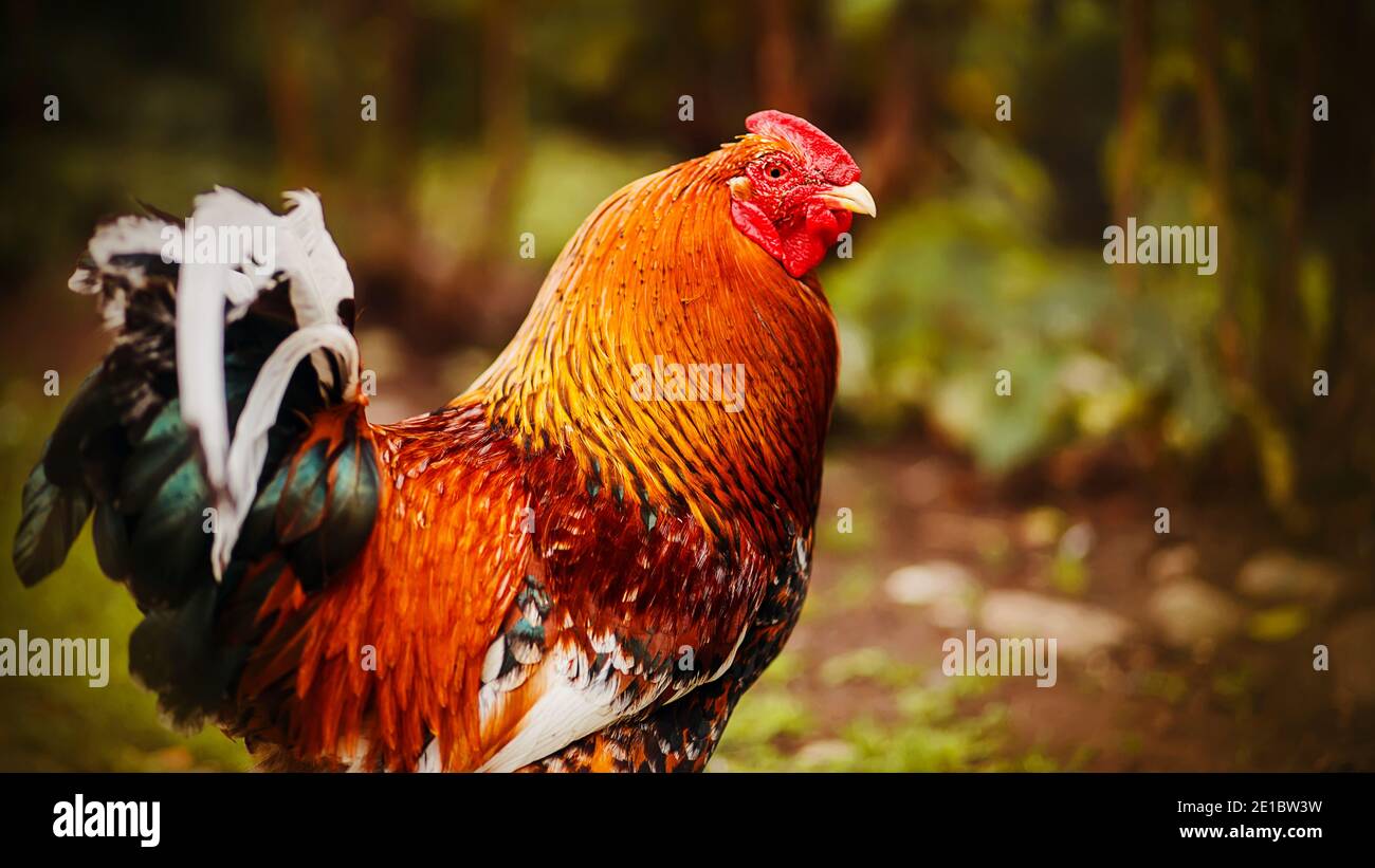 Un gallo domestico con piumaggio rosso brillante si erge orgogliosamente nel mezzo del fogliame. Bestiame. Foto Stock