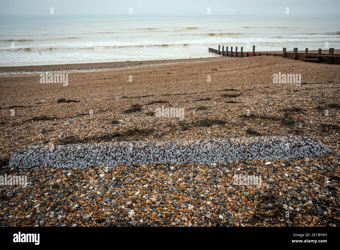 Migliaia di Barnacles dell'Oca (pollicipes pollicipes) attaccati ad un pezzo grande di legname lavato in su sulla spiaggia a Worthing orientale, Sussex occidentale, Regno Unito Foto Stock