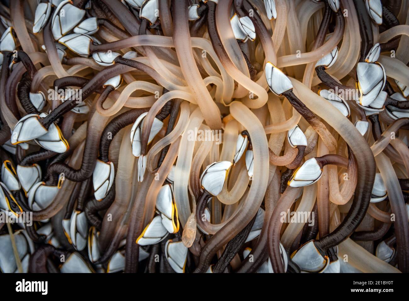 Migliaia di Barnacles dell'Oca (pollicipes pollicipes) attaccati ad un pezzo grande di legname lavato in su sulla spiaggia a Worthing orientale, Sussex occidentale, Regno Unito Foto Stock