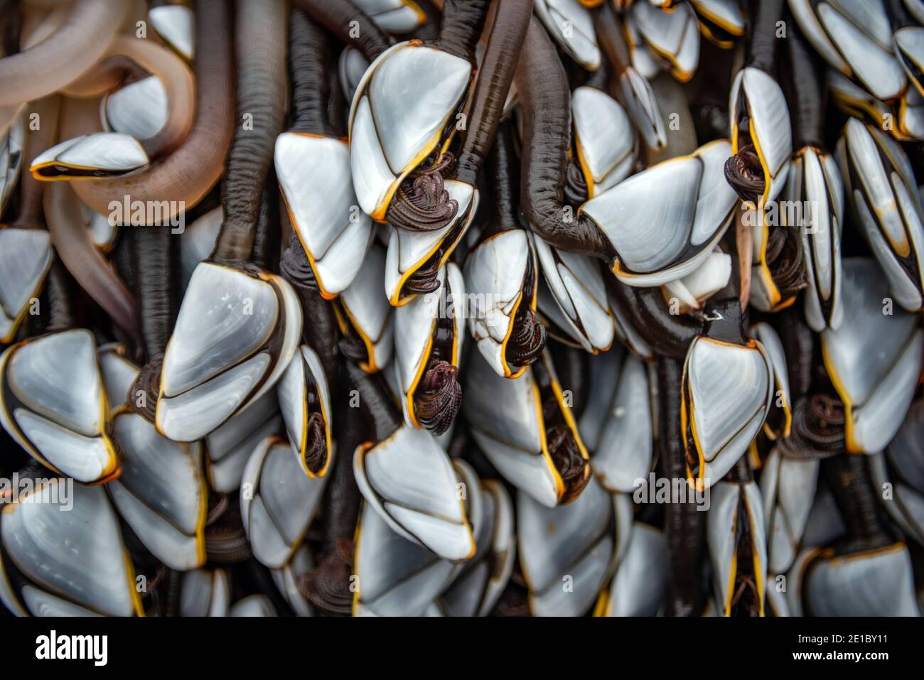 Migliaia di Barnacles dell'Oca (pollicipes pollicipes) attaccati ad un pezzo grande di legname lavato in su sulla spiaggia a Worthing orientale, Sussex occidentale, Regno Unito Foto Stock