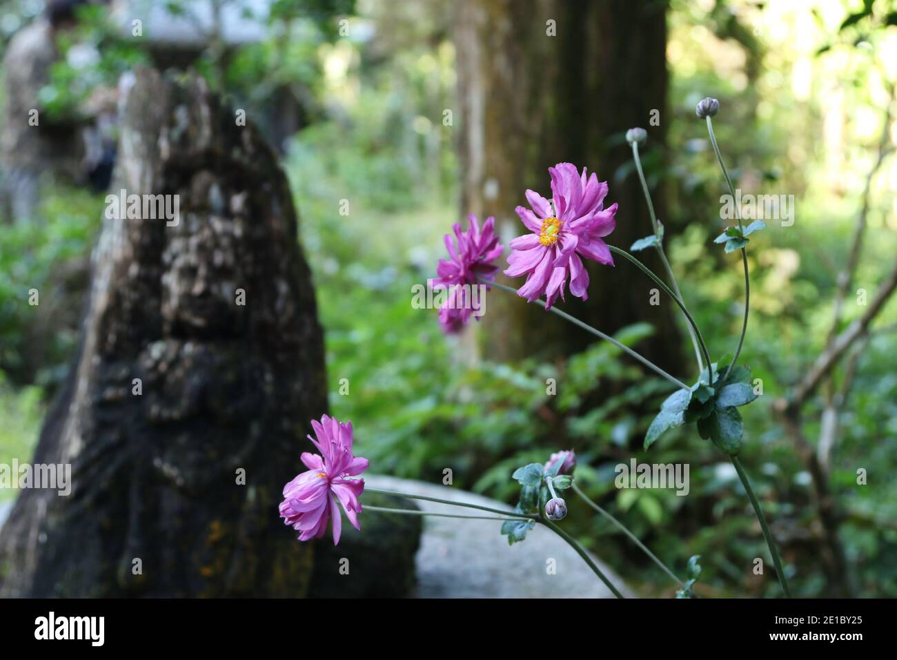 Fioritura rosa Eriocapitella hupehensis di fronte alla statua di Jiza, Kamakura, Giappone Foto Stock