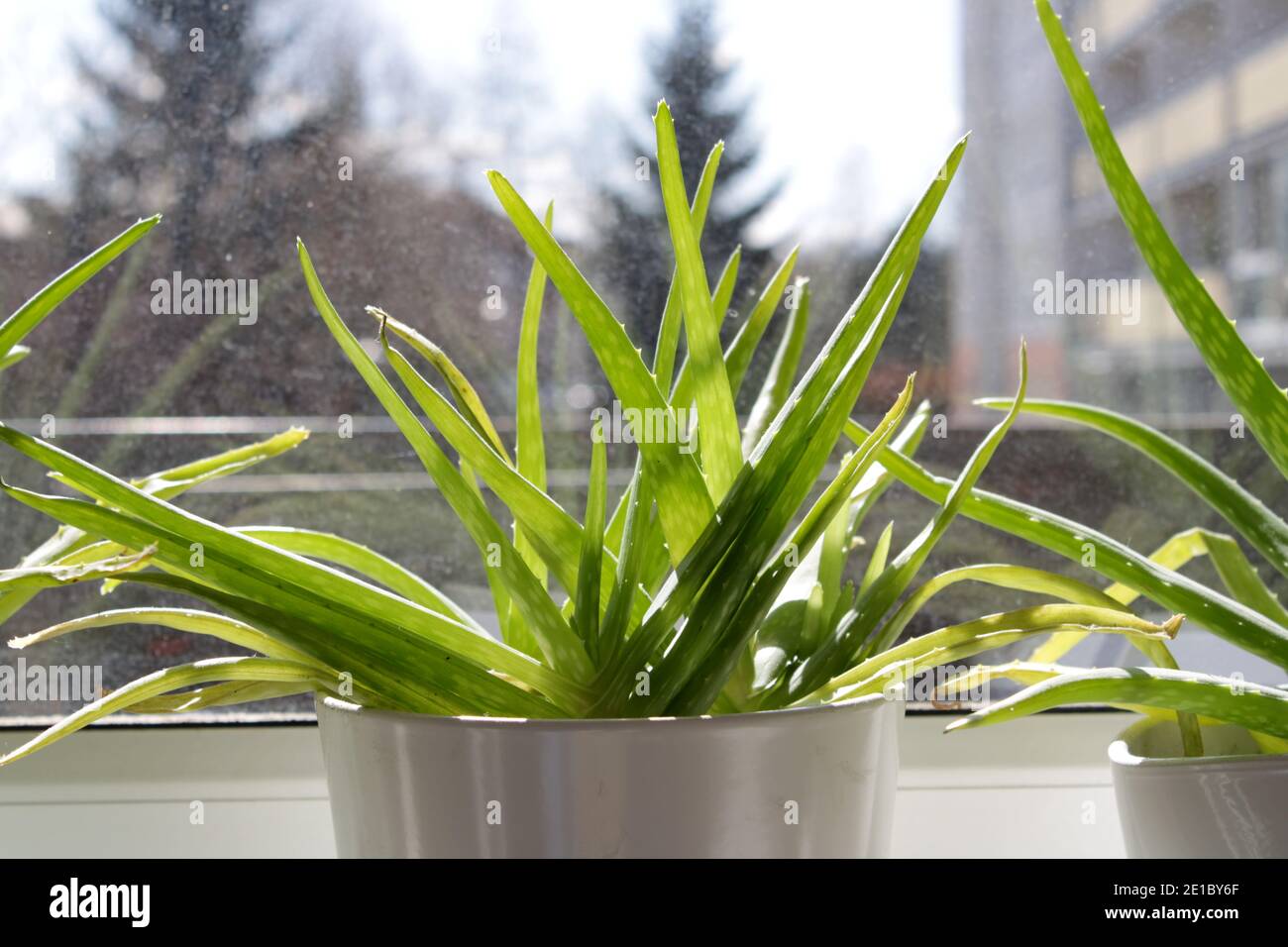 Primo piano su aloe vera sano che cresce a casa. Foto Stock