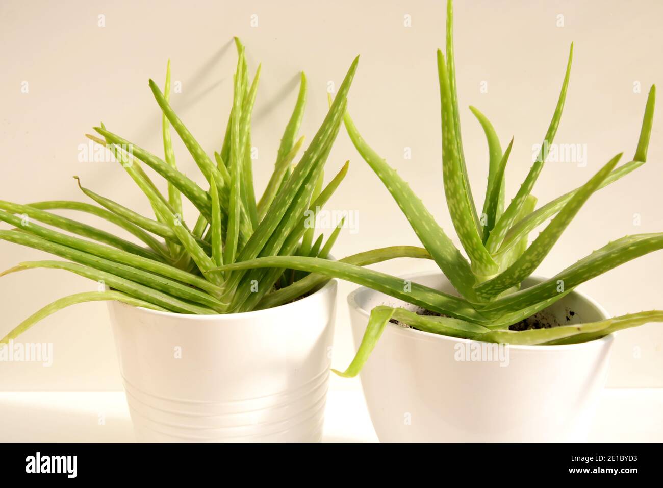 Aloe vera in crescita in pentola bianca su sfondo bianco Foto Stock
